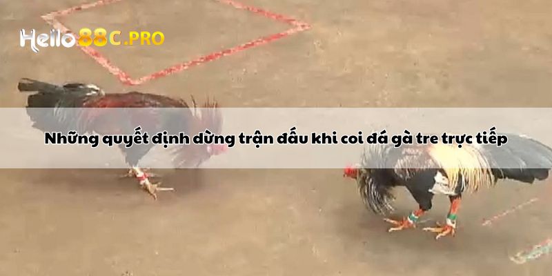 Những quyết định dừng trận đấu khi coi đá gà tre trực tiếp