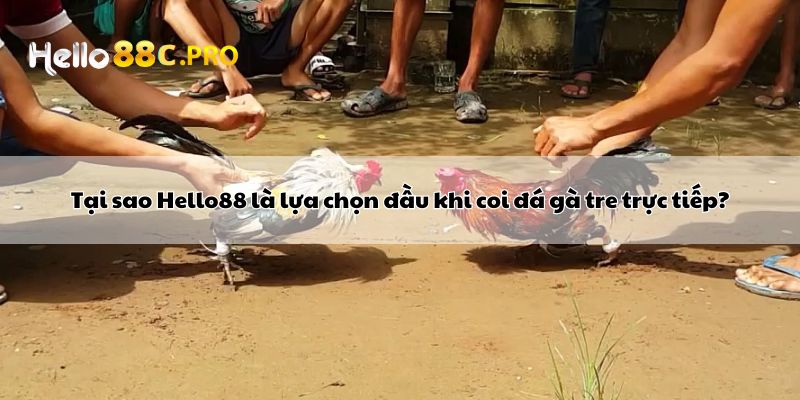 Tại sao Hello88 là lựa chọn đầu khi coi đá gà tre trực tiếp?