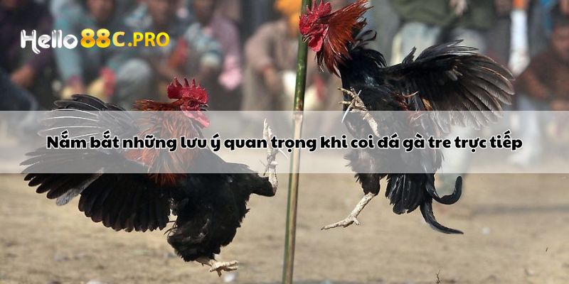 Nắm bắt những lưu ý quan trọng khi coi đá gà tre trực tiếp